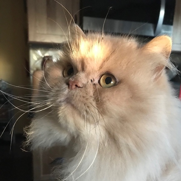 Meet your Posher, Louise - Picture 3 of 10